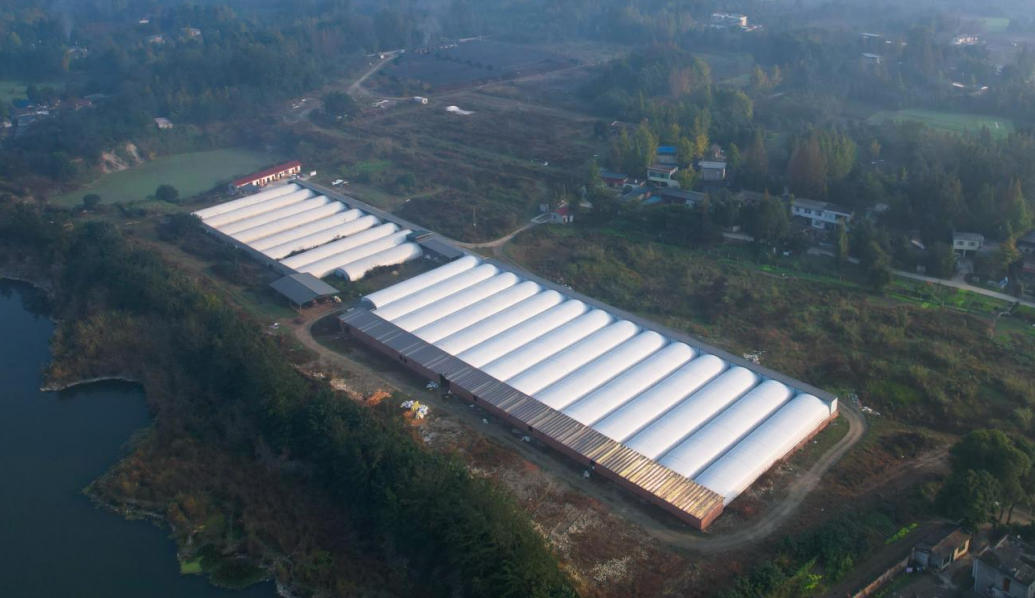 现代化肉兔养殖基地日常饲养